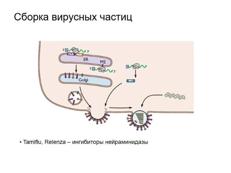 Сборка вирусных частиц  Tamiflu, Relenza – ингибиторы нейраминидазы